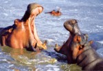 Two male hippos doing a threat display; Hippos were Herbert's favorite animals