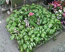 Herbert's grave w/o stone, front view