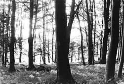 the woods at Starnberg